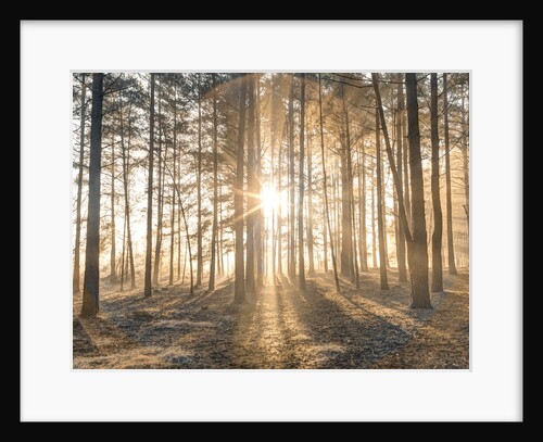 Misty forest with sunrays by Assaf Frank